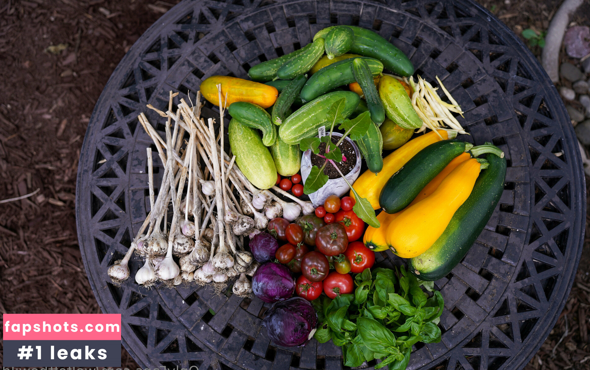 wolfofthewild gallery photo #50