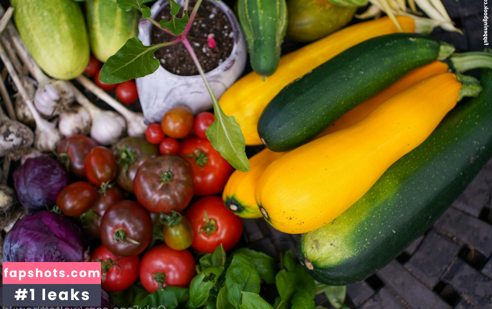 wolfofthewild gallery photo #51