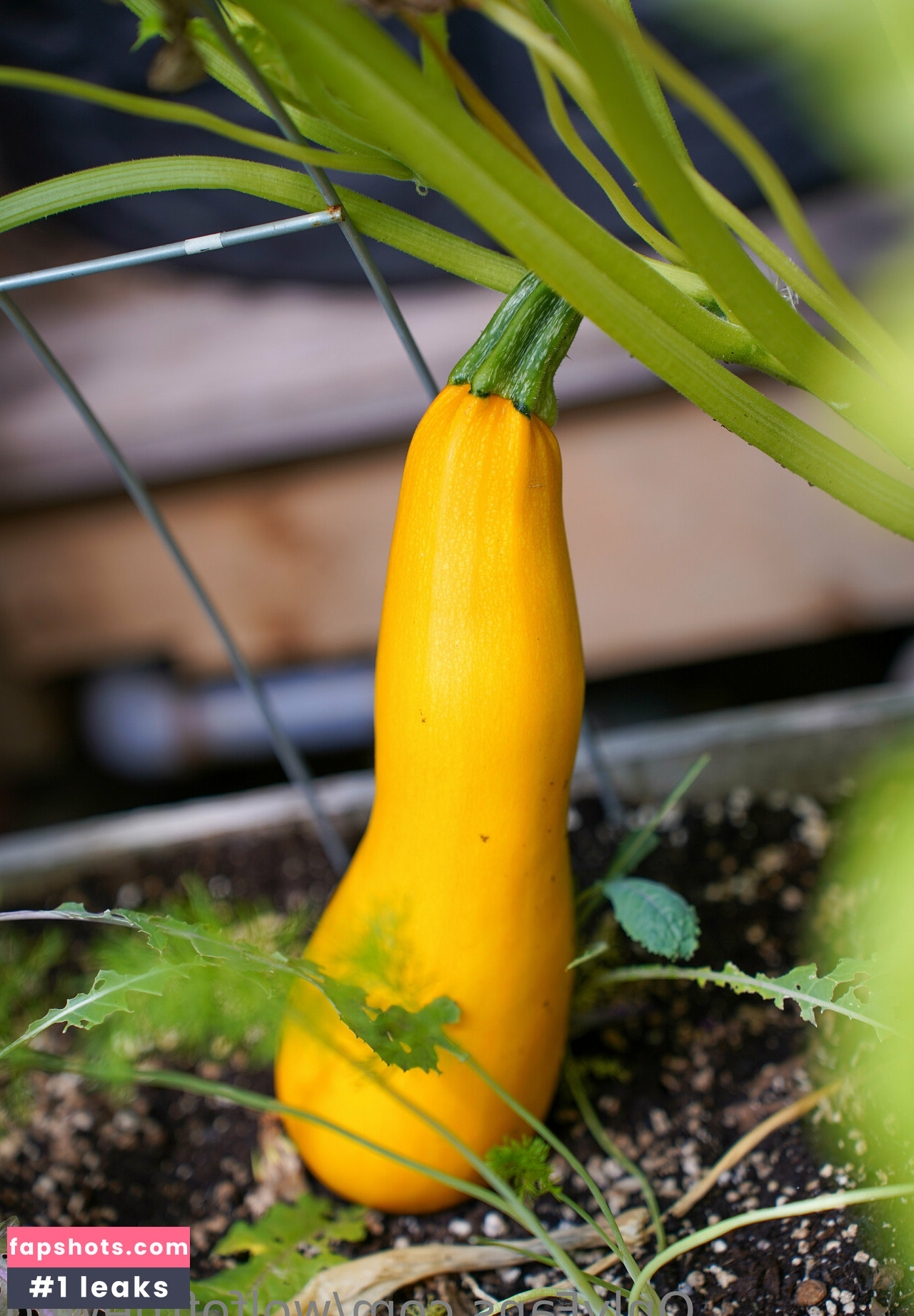 wolfofthewild gallery photo #52