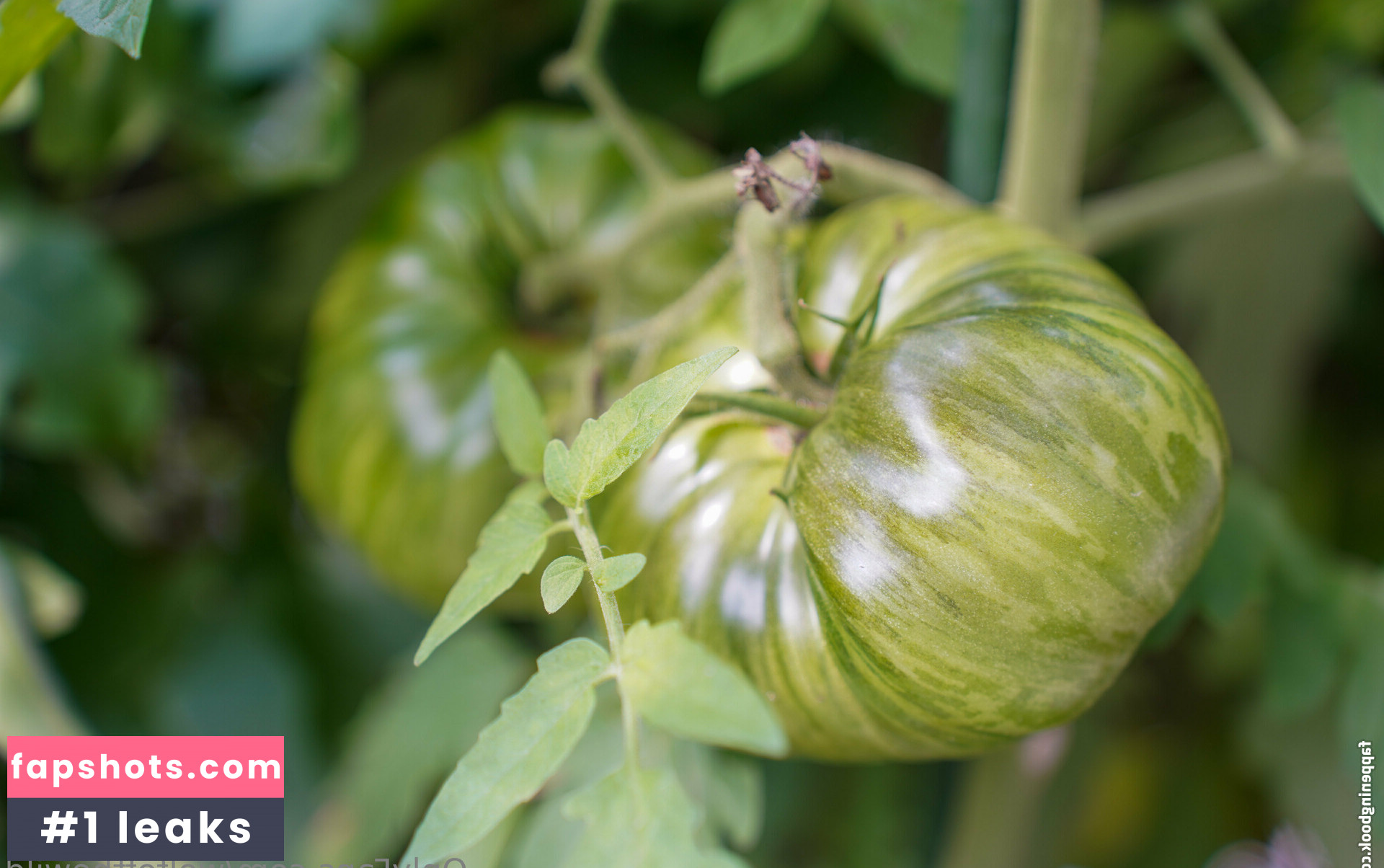 wolfofthewild gallery photo #53