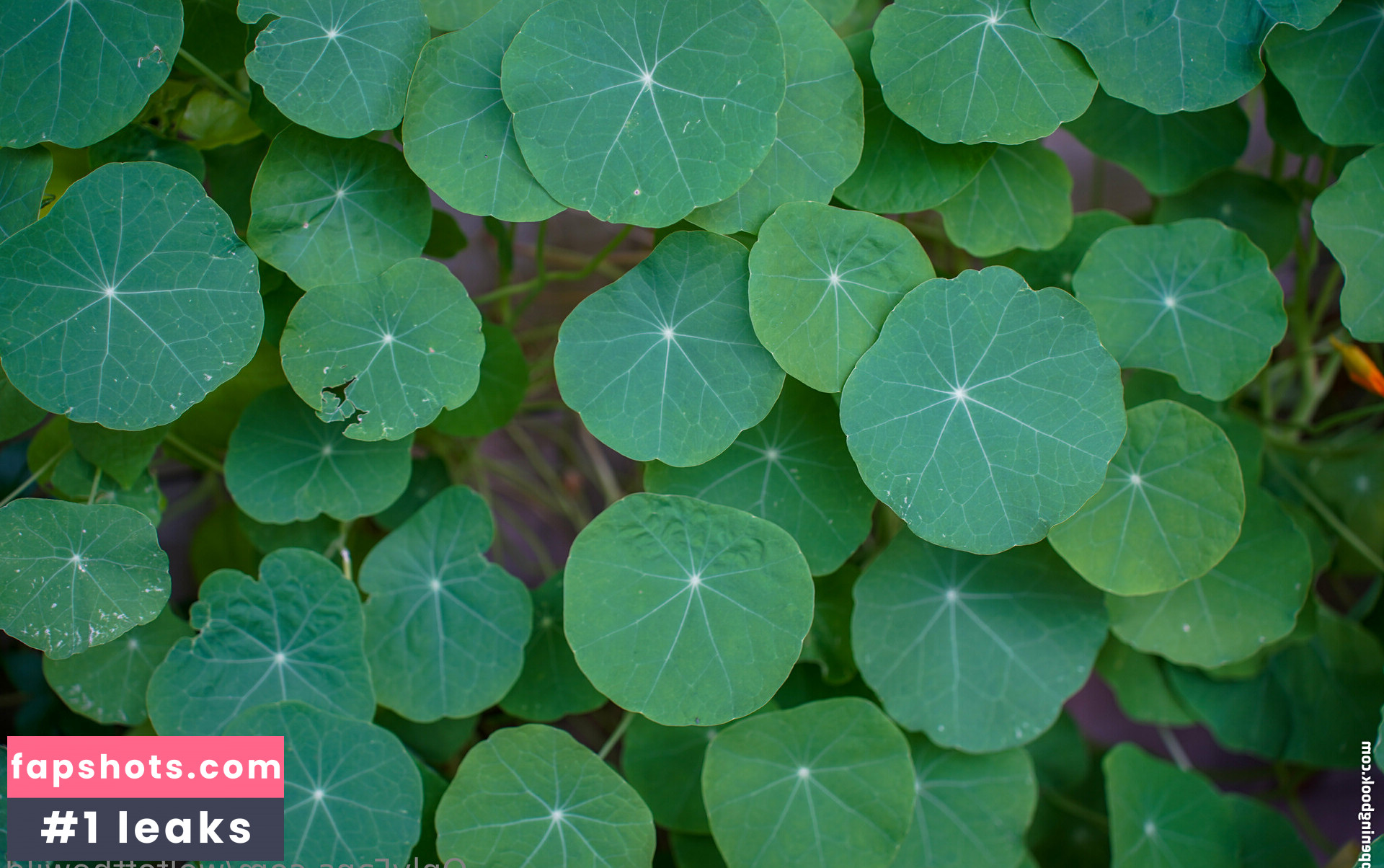 wolfofthewild gallery photo #56