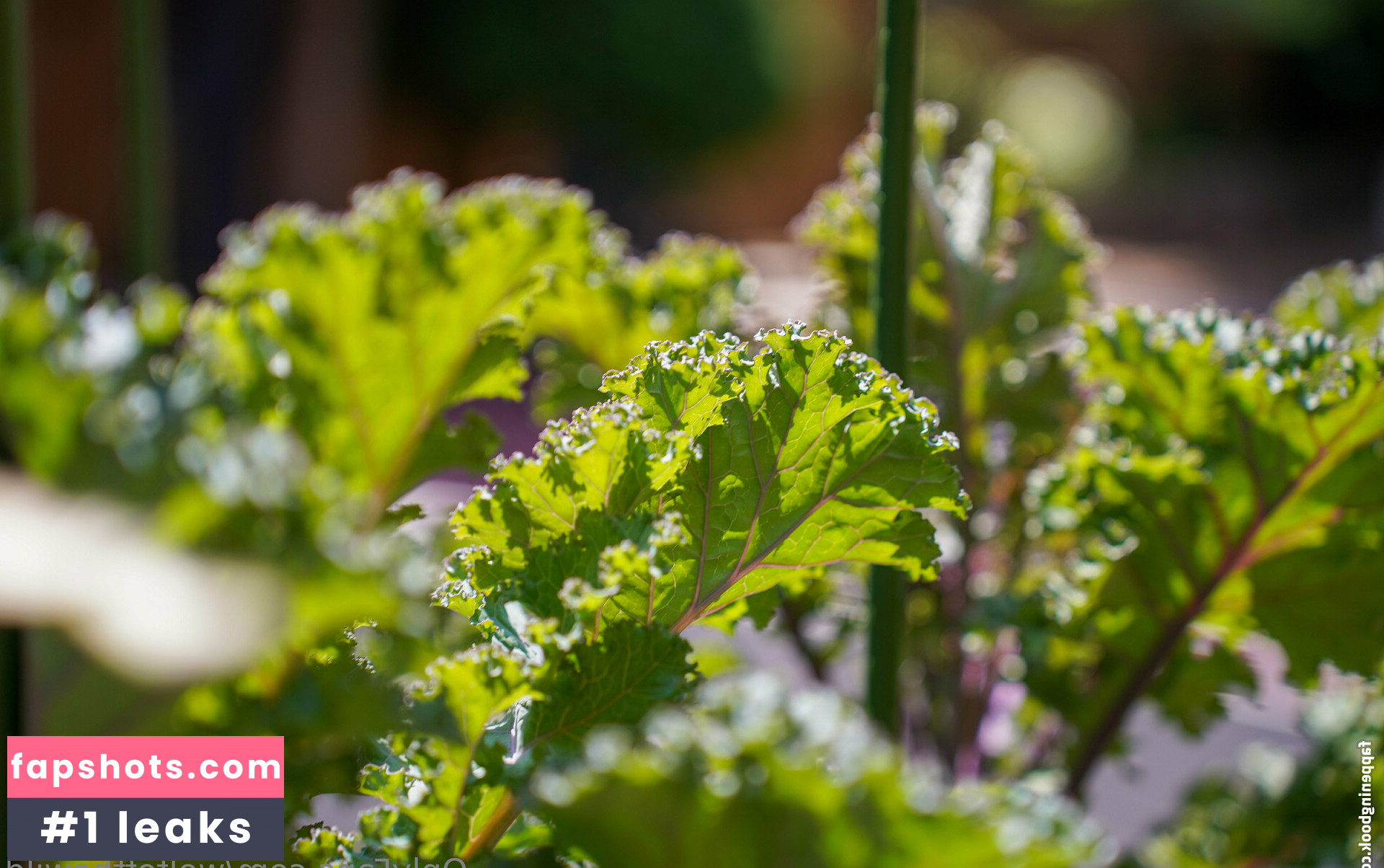 wolfofthewild gallery photo #57