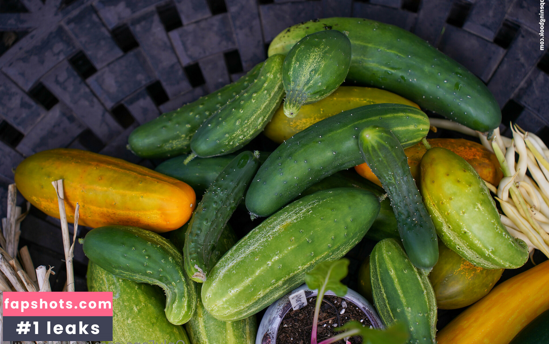 wolfofthewild gallery photo #58