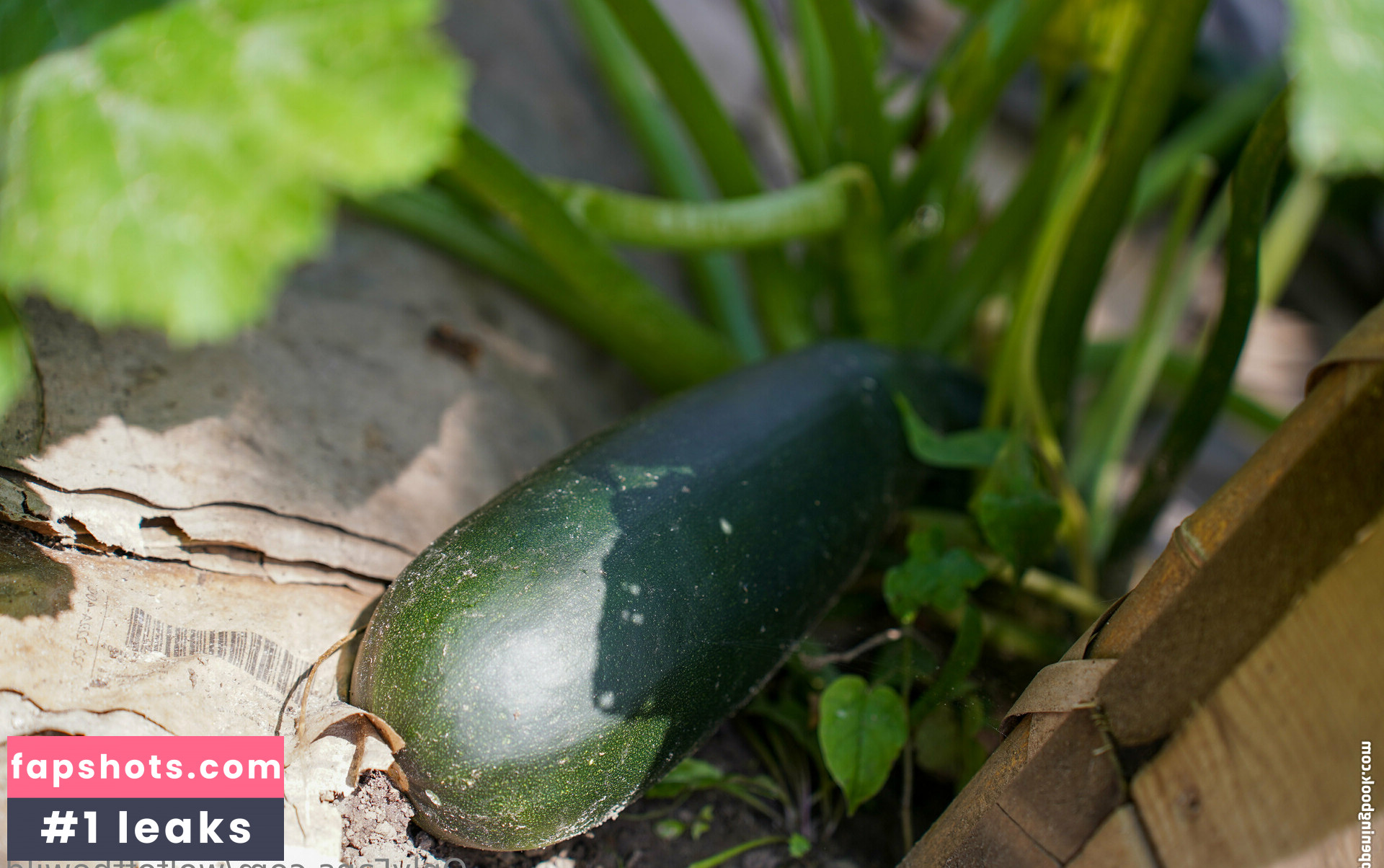 wolfofthewild gallery photo #59