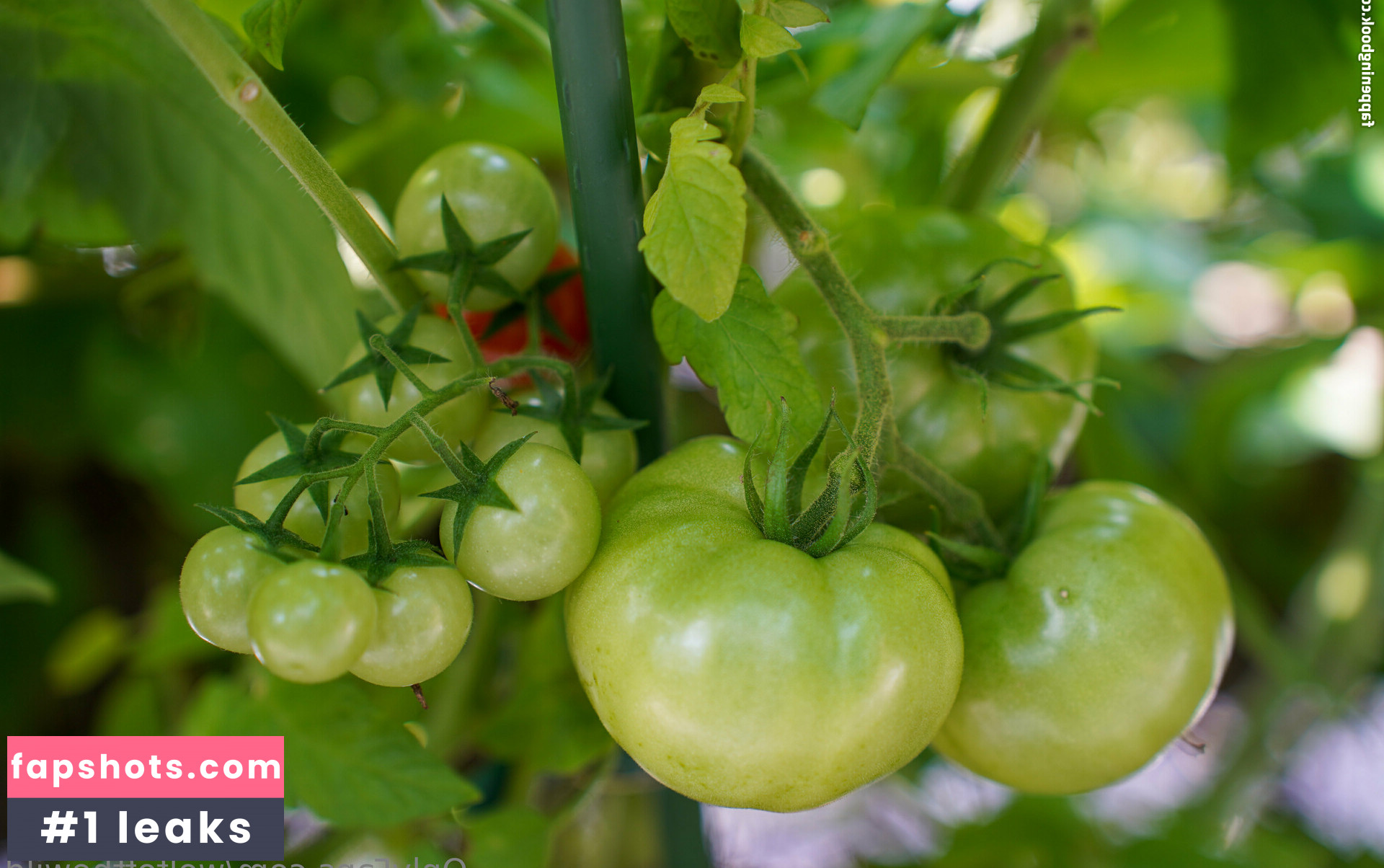 wolfofthewild gallery photo #60