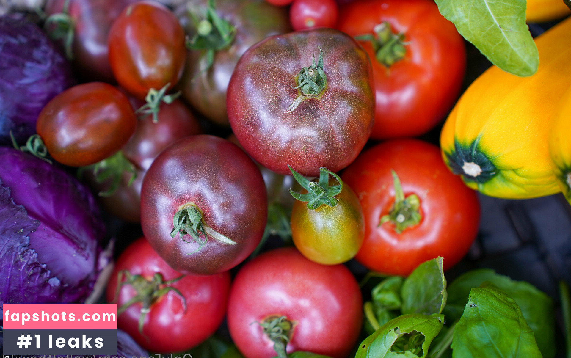 wolfofthewild gallery photo #62