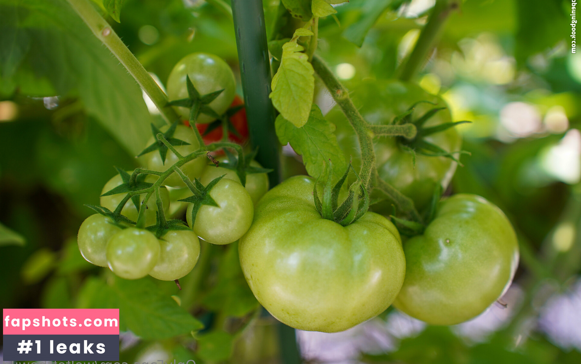 wolfofthewild gallery photo #66