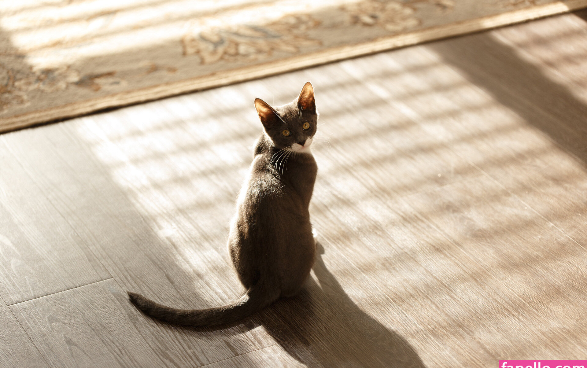 zishy gallery photo #6978